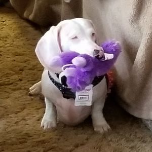 Meet your Posher, Ruthie